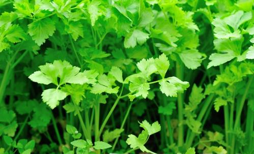 香菜的營養(yǎng)價值 這類人不能吃香菜