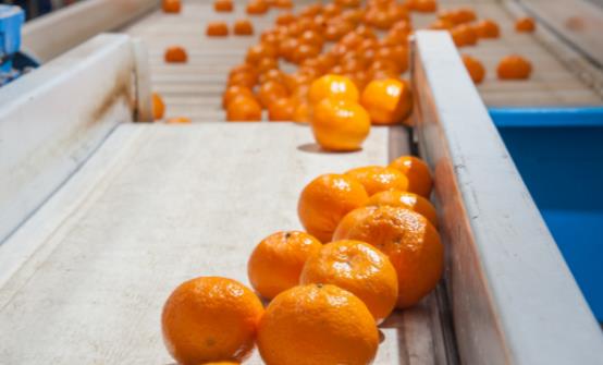 水果打蠟是很普遍的現象 打蠟的水果對人體真的有害嗎