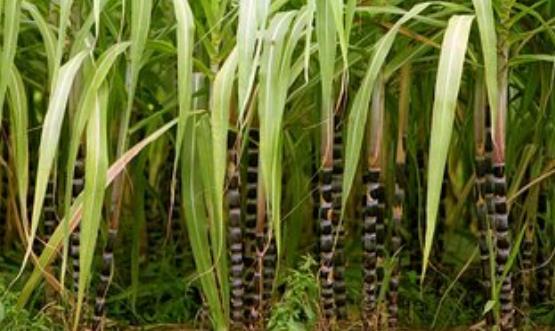 秋日的甘蔗賽過參 甘蔗的花樣新吃法