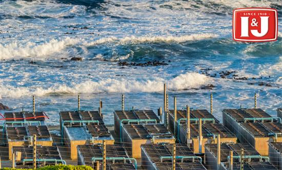 怎樣挑選優質的鮑魚？I&J鮑魚選購技巧大有講究