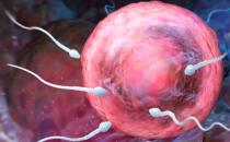 ?精子活動率低的原因 提高精子活動的六類食物推薦