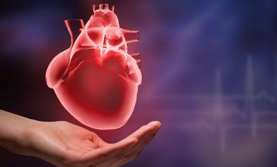 生物鐘對(duì)人體都至關(guān)重要 應(yīng)注意保持有序節(jié)律