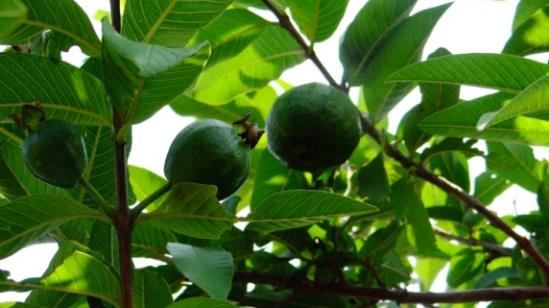 這些植物都可調節血糖，誰是真正的“植物胰島素”？