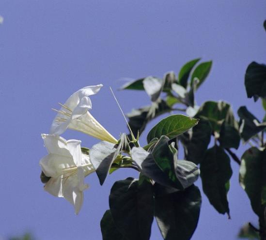 這些植物都可調節血糖，誰是真正的“植物胰島素”？