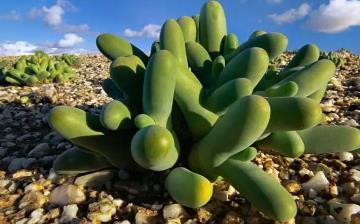 【植物】植物百科_植物百科圖片及名稱_植物百科知識大全_植物百科全書 【植物】植物百科_植物百科圖片及名稱_植物百科知識大全_植物百科全書