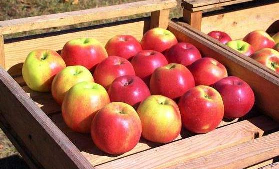 孕婦吃蘋果之9個好處 減少孩子患上哮喘的機(jī)會