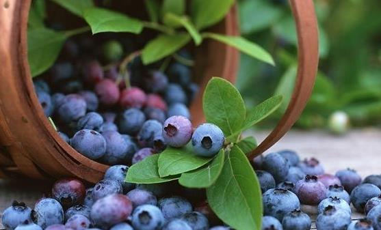 吃藍莓的各種利與弊 新鮮藍莓的10種美味吃法