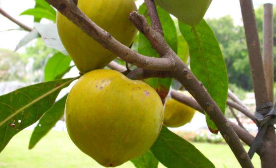 吃蛋黃果有講究 濕熱體質淤血體質的人不能吃