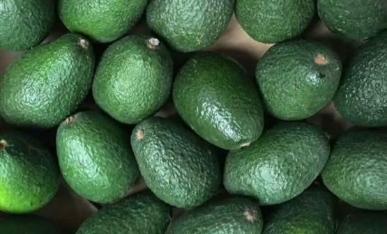 鱷梨能保護心血管促進身體代謝 鱷梨的食用禁忌