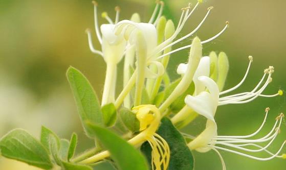 這6類植物是天然消炎藥 皮膚感染用馬齒莧