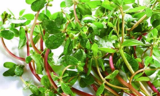 這6類植物是天然消炎藥 皮膚感染用馬齒莧