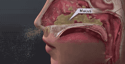 春季鼻敏感，兒科專家鮑秀蘭給大家支招！