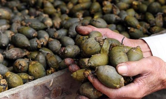 檳榔的主要功效和食用方法 嚼檳榔出現(xiàn)四個(gè)異常最好去檢查