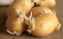 ?這4類發芽菜發芽不能食用 不利人體健康