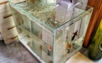 家中放魚缸有利于身體健康 給養魚新手的一些建議