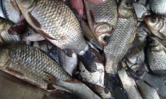 鯽魚能利水消腫益氣健脾 鯽魚雖好卻不是所有人都可以吃