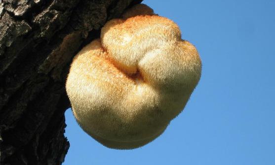 猴頭菇有葷中素之稱 猴頭菇的家常做法