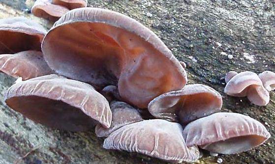 木耳滑而帶爽營養價值高 木耳的飲食禁忌