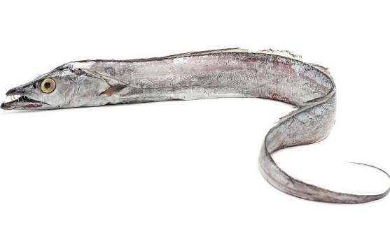 經(jīng)常吃帶魚能夠養(yǎng)肝補血潤膚養(yǎng)發(fā) 帶魚的4種美味做法