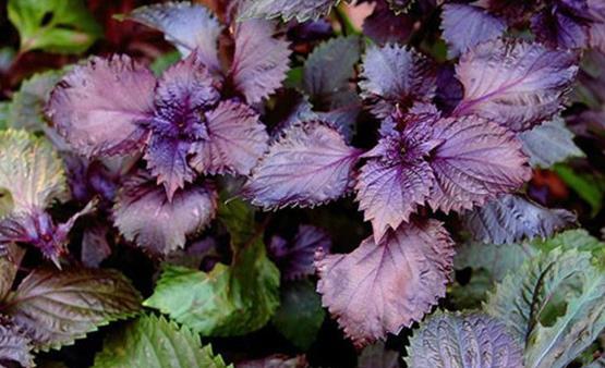 推薦八款食療菜譜 讓孕期感冒輕松恢復