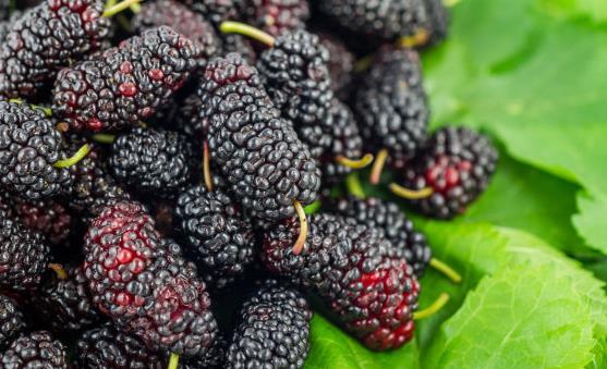 20種補(bǔ)血養(yǎng)氣的食物 讓你擁有好氣色。