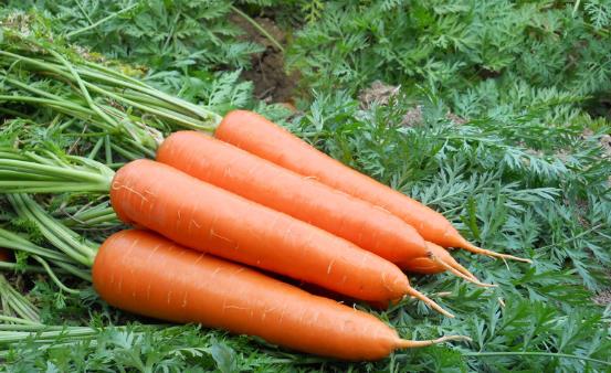 女性保養卵巢很重要 推薦女性保養卵巢的10種食物