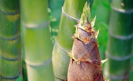 竹筍的7大功效和作用 食用竹筍應了解竹筍的禁忌