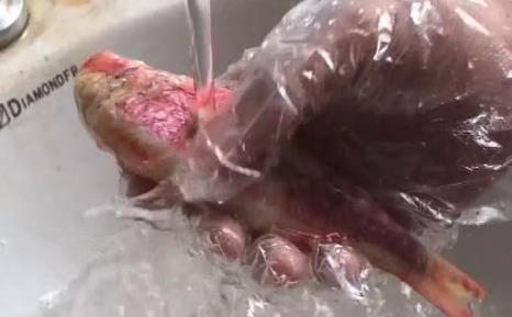 無良商販用色素給三蘇紅魚上色,用手輕輕一摸,手還會被染紅