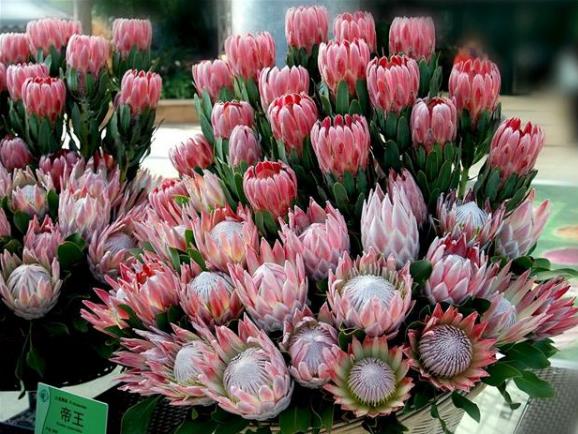 帝王花如何養殖?習性是什么?學會這幾點帝王花養起來不難!