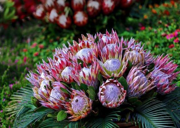 帝王花如何養殖?習性是什么?學會這幾點帝王花養起來不難!