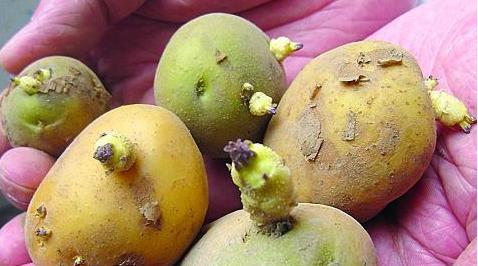 土豆發芽不能吃了就得扔掉？四種巧用發芽土豆的實用小妙招