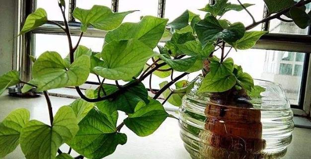 土豆發芽不能吃了就得扔掉？四種巧用發芽土豆的實用小妙招