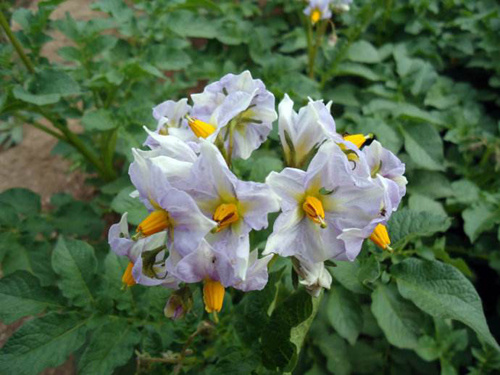 土豆發芽不能吃了就得扔掉？四種巧用發芽土豆的實用小妙招