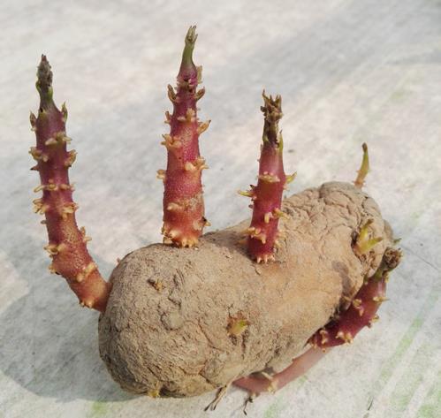 土豆發芽不能吃了就得扔掉？四種巧用發芽土豆的實用小妙招