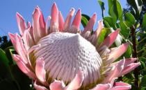 ?帝王花如何養(yǎng)殖？習(xí)性是什么？學(xué)會這幾點帝王花養(yǎng)起來不難！