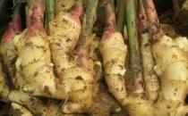 ?生姜放久了失去水分干巴巴的，這樣保存，可以吃一年新鮮生姜