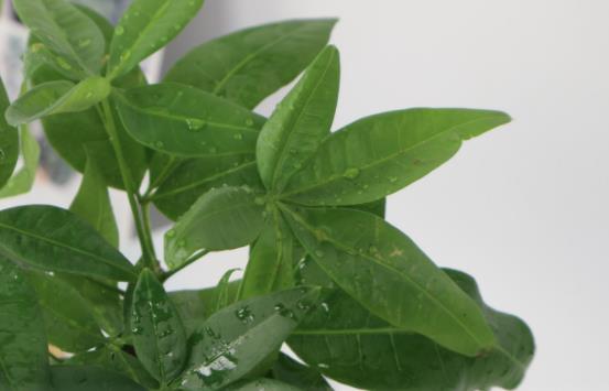 小盆栽的發(fā)財(cái)樹(shù)能長(zhǎng)大嗎 發(fā)財(cái)樹(shù)小盆栽怎么養(yǎng)