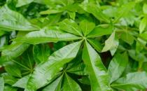 ?小盆栽的發(fā)財樹能長大嗎 發(fā)財樹小盆栽怎么養(yǎng)