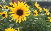 ?向日葵的花的寓意及保養(yǎng)攻略大全