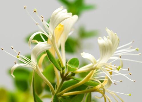 金銀花的功效與作用泡水喝的功效，金銀花金銀花泡水喝有什么功效