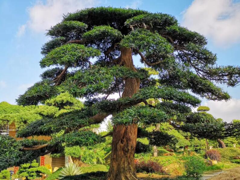 羅漢松怎么養才能更旺盛